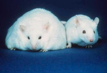 Scientists investigating the mechanisms and treatment of obesity may use animal models such as mice to conduct experiments.