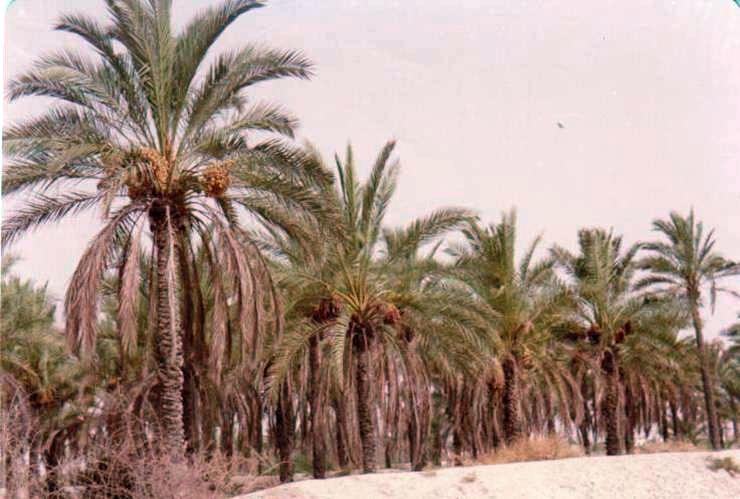 ملف:N.A.Kookherd.jpg