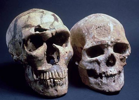 Neandertal_and_Modern_Human_Skulls