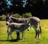 image:Equus africanus.jpg