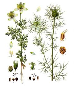 Nigella sativa (left) and Nigella damascena (right)