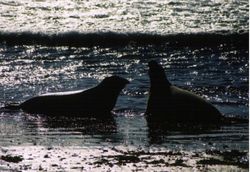 Two adolescent seals at the Piedras Blancas seal sanctuary near San Simeon, California.