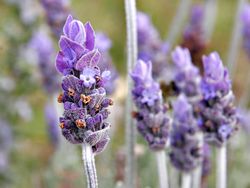۩۞۩ ♥§♥تتمة صورنباتات طبية ♥§♥۩۞۩ 250px-Single_lavendar_flower02