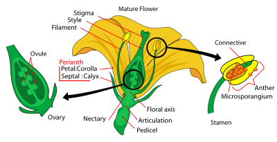 Diagram Showing Partsflower on Diagram Showing The Main Parts Of A Mature Flower