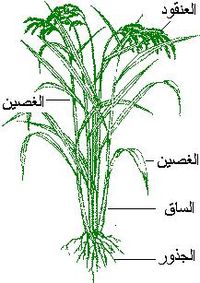 نبتة الأرز