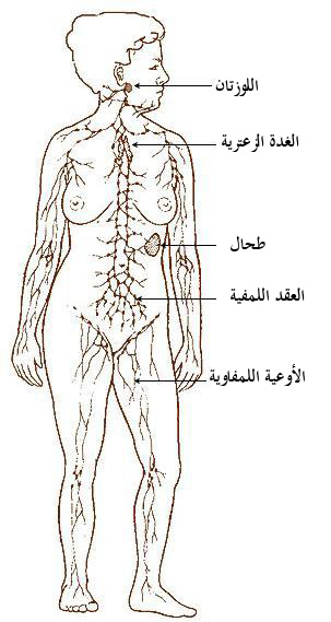 Illu lymphatic system.jpg