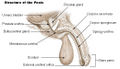 Structure of the male genitalia.
