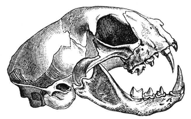 ملف:Felis catus-skull-drawing.jpg