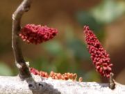ملف:Ceratonia siliqua flower.jpg