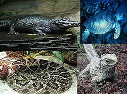 From left to right: Spectacled Caiman (Caiman crocodilus), Green Sea Turtle (Chelonia mydas,), Eastern Diamondback Rattlesnake (Crotalus adamanteus) and Tuatara (Sphenodon punctatus)