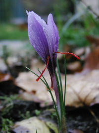 The dye and spice saffron comes from the dried red stigma of this plant, the crocus sativus.