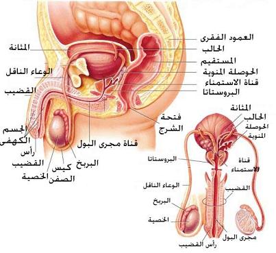 ملف:M reproductive system arabic.jpg