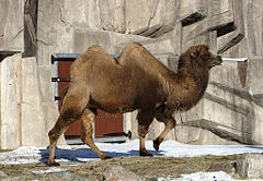 Bactrian Camel b d.jpg
