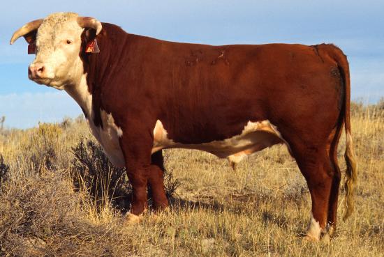 ملف:Hereford bull large.jpg