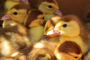 Duckling chicks