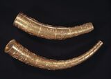 Copies of the Golden Horns of Gallehus من العصر الحديدي الجرماني، thought to be ceremonial horns but of a raid purpose.