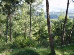 Pine forest at Eshtaol planted by Jewish National Fund