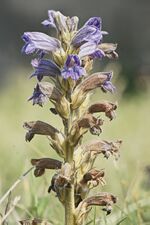 Orobanche purpurea, a parasitic broomrape with no leaves, obtains all its food from other plants.