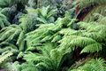 Tree ferns, probably Dicksonia antarctica