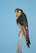 Falcão De Coleira Aplomado Falcon Falco Femoralis (45602460).jpeg