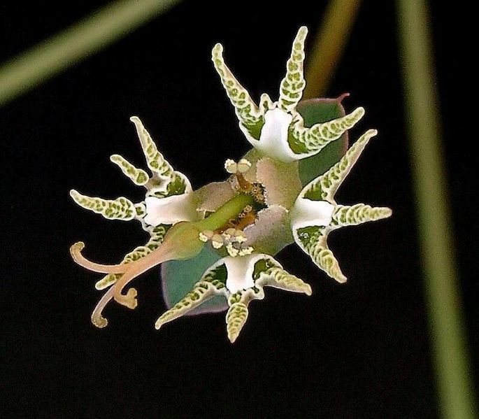ملف:Euphorbia tridentata ies.jpg