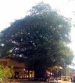 Ficus tree in front of Sarkaradevi Temple, Kerala, India.