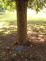 Reputed descendants of Newton's apple tree, at the Botanic Gardens in Cambridge and the Instituto Balseiro library garden
