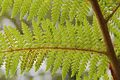 Unidentified fern with spores showing in Rotorua, NZ.
