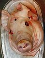 Schweinskopf (pig's head)