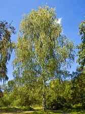 Betula pendula, the silver birch, is a perennial deciduous tree of Eurasia.