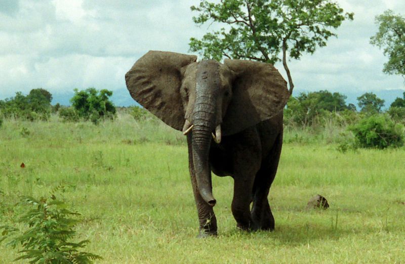 ملف:African Bush Elephant Mikumi.jpg