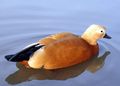 Ruddy Shelduck - not a true duck but a member of the Tadorninae