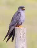 Red-footed Falcon.jpg