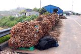 Garlic from a recent harvest ready for transport to market in rural Goheung county, South Jeolla province, South Korea