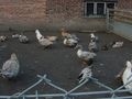 Ducks and geese in a yard in Manchester, UK