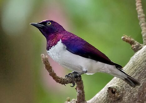 The violet-backed starling is found in Sub-Saharan Africa.