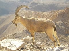 Nubian Ibex in the Negev