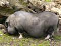 Pot-bellied pig