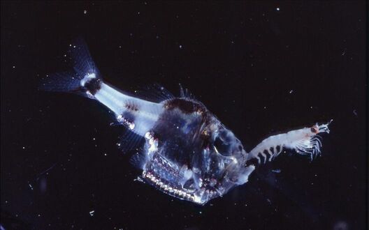 The marine hatchetfish (here eating a small crustacean) lives in extreme depths.