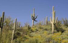 Carnegiea gigantea, the saguaro cactus, grows in hot dry deserts in Mexico and the southern United States.