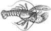Lobster (PSF).png