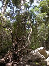 Lianas Austrosteenisia, Parsonsia, and Sarcopetalum climbing trees in Australia