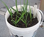 Garlic growing in a container.