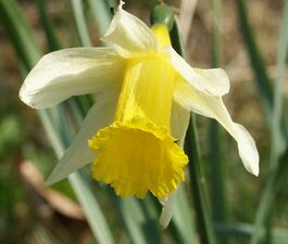Narcissus pseudonarcissus, or Daffodil