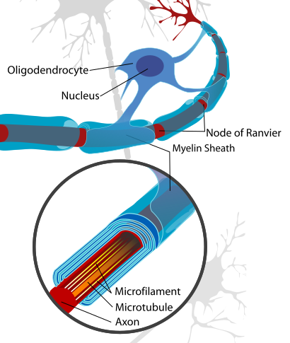 ملف:Neuron with oligodendrocyte and myelin sheath.svg
