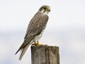 Falco mexicanus -San Luis Obispo, California, USA-8.jpg