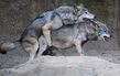 Korean wolves mating (cropped).jpg