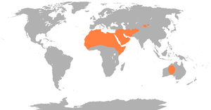 Afro-asiatic camelid Range.png