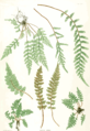 Nature prints in The Ferns of Great Britain and Ireland used fronds to produce the plates