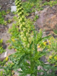 Reseda luteola, also known as dyers weed, yellow weed or weld, was the most popular source of yellow dye in Europe from the Middle Ages through the 18th century.